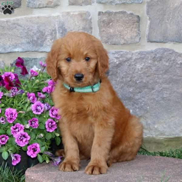 Gyp, Goldendoodle Puppy